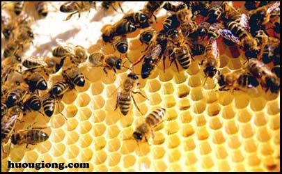 con ong mật