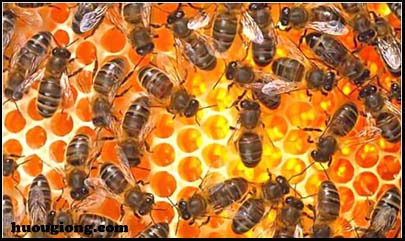 con ong mật