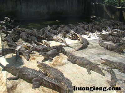 Phương pháp nuôi cá sấu