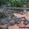 Trang trại nuôi cá sấu