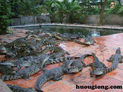 Trang trại nuôi cá sấu